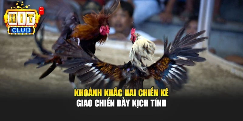 Khoảnh khắc hai chiến kê giao chiến đầy kịch tính