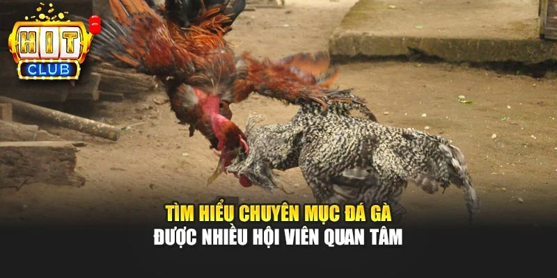 Tìm hiểu chuyên mục đá gà được nhiều hội viên quan tâm