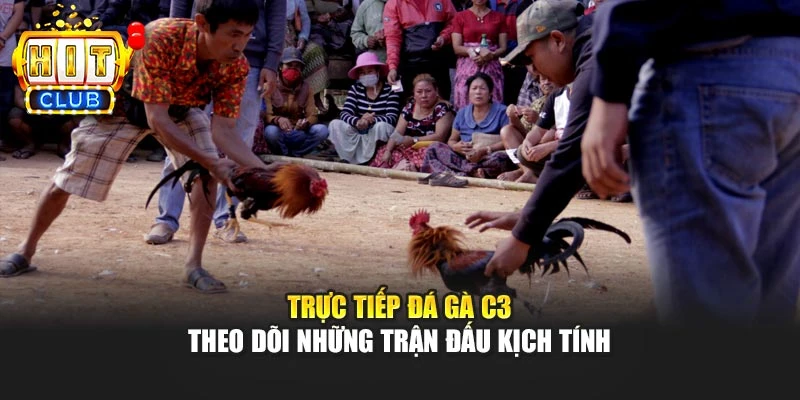 Trực Tiếp Đá Gà C3 – Theo Dõi Những Trận Đấu Kịch Tính